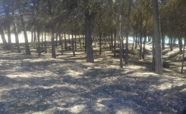 Finca Rustica en Fornes 13.500 metros cuadrados.