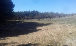 Finca Rustica en Fornes 13.500 metros cuadrados.