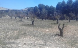 Finca Rustica en Fornes 13.500 metros cuadrados.