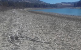 Finca Rustica en Fornes 13.500 metros cuadrados.