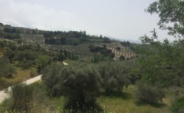 Finca de olivas de 1,5 hectáreas en Víznar