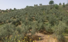 Finca de olivas de 1,5 hectáreas en Víznar