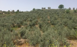 Finca de olivas de 1,5 hectáreas en Víznar