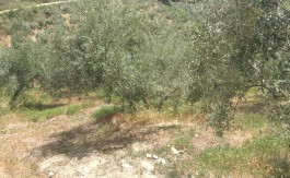 Finca de olivas de 1,5 hectáreas en Víznar